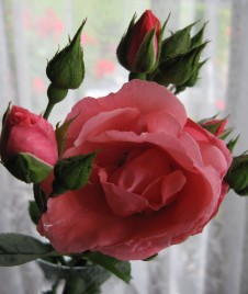 Blackley Crematorium Manchester photo of roses Blackley Funeral Service