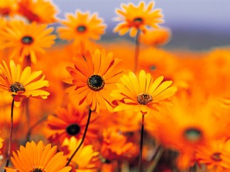 Funeral Service in Prestwich Prestwich Funerals