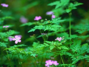 Manchester Funeral Service Funerals MAnchester