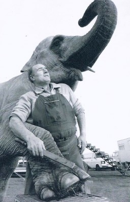An elephant having her nails done by farrier John Graham