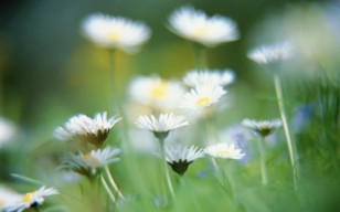 Prestwich Funeral Service Funerals Prestwich