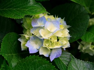 Photo of funeral flowers Manchester