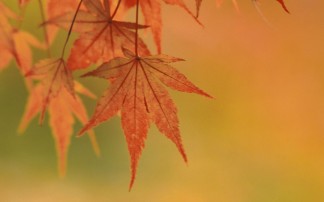 Whitefield Funeral Directors Funeral Services in Whitefield