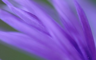 Manchester Funeral Service Funeral service in Manchester